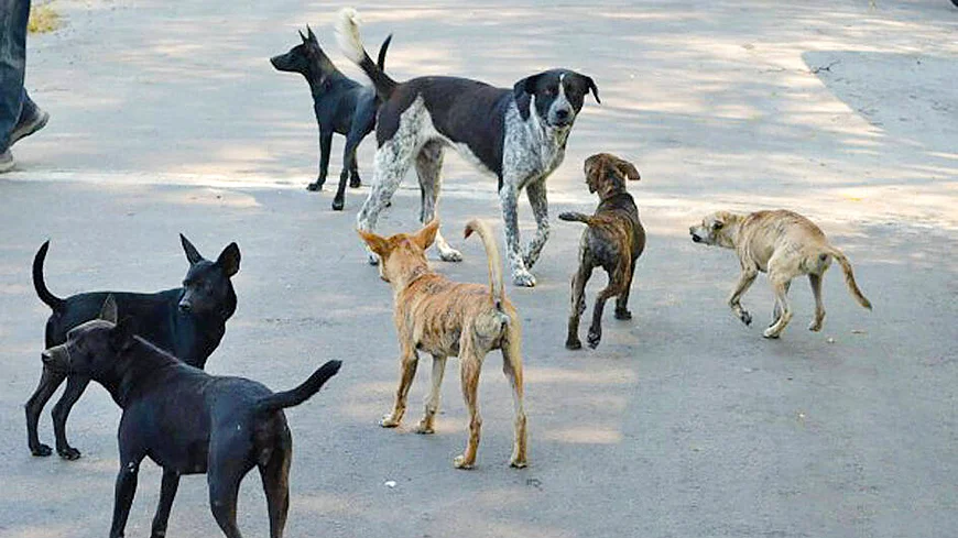 бродячие собаки